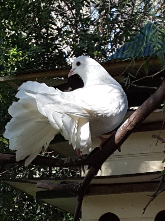 Bed and Breakfast The Dove Cote Tanunda Exterior foto