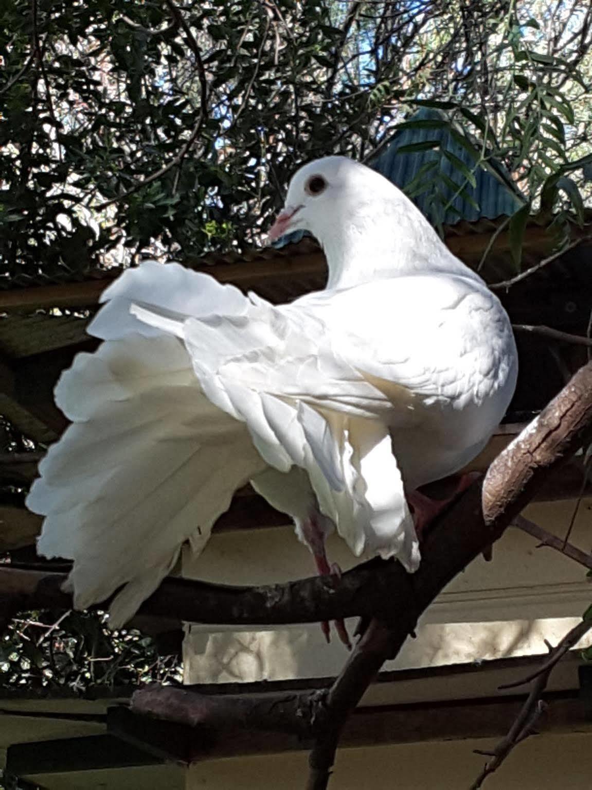 Bed and Breakfast The Dove Cote Tanunda Exterior foto